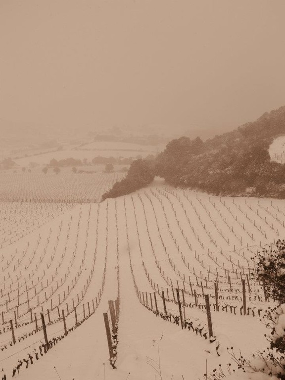 Toujours les vignes de Patrimonio (Annick Olmeta)