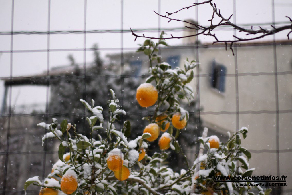 Oranges...givrées d'Aregno