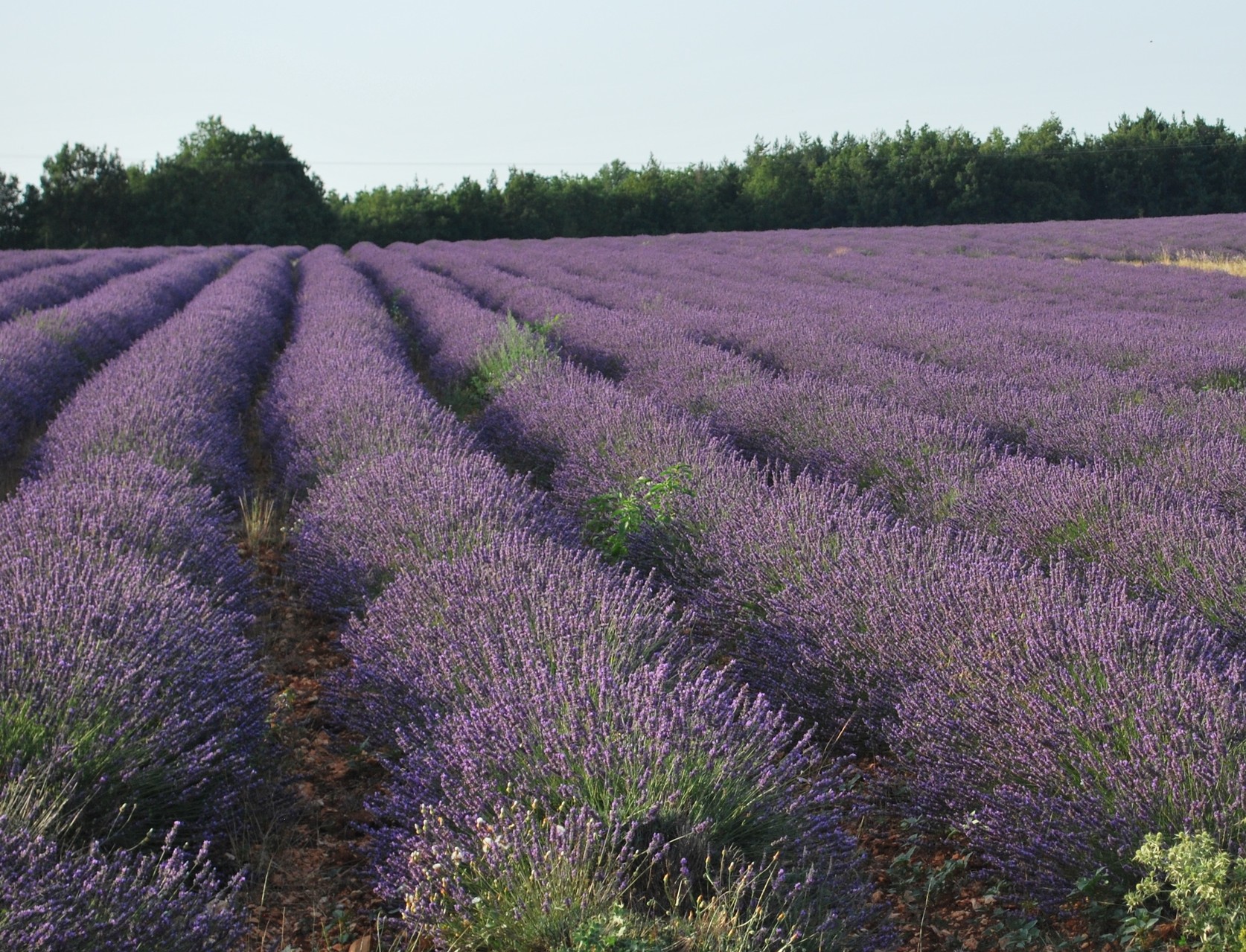 Lavendelfelder auf der Hochebene von Albion, Provence