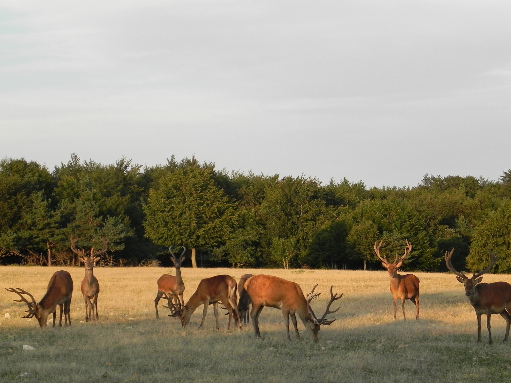 Cerf du plateau d'Albion, Provence