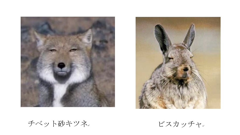珍獣にはまる１ 人形ぬいぐるみ教室 I Ppo Handmade