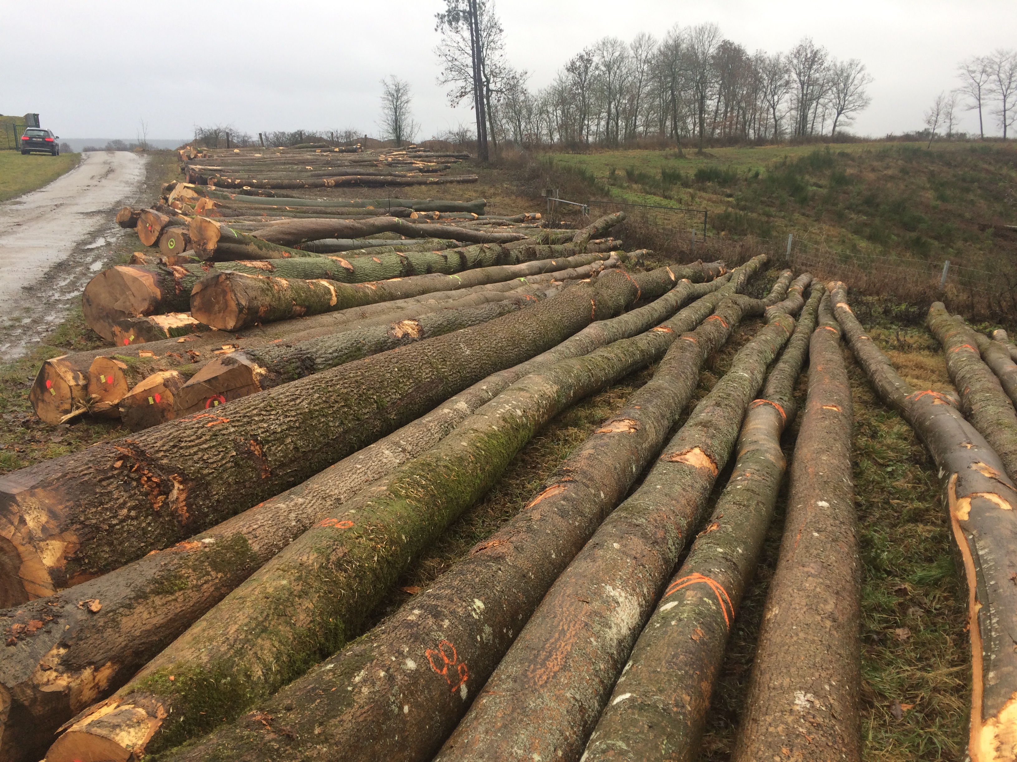 oak logs/beech logs/ash logs wood trade Belgium