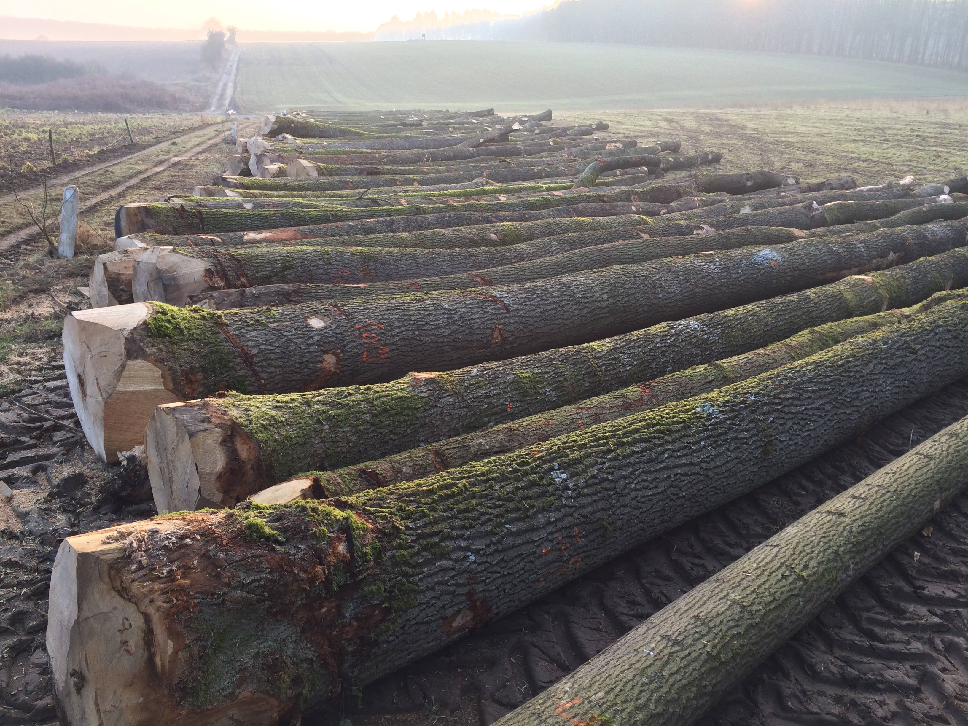 International wood trade Belgium wood trade Belgium