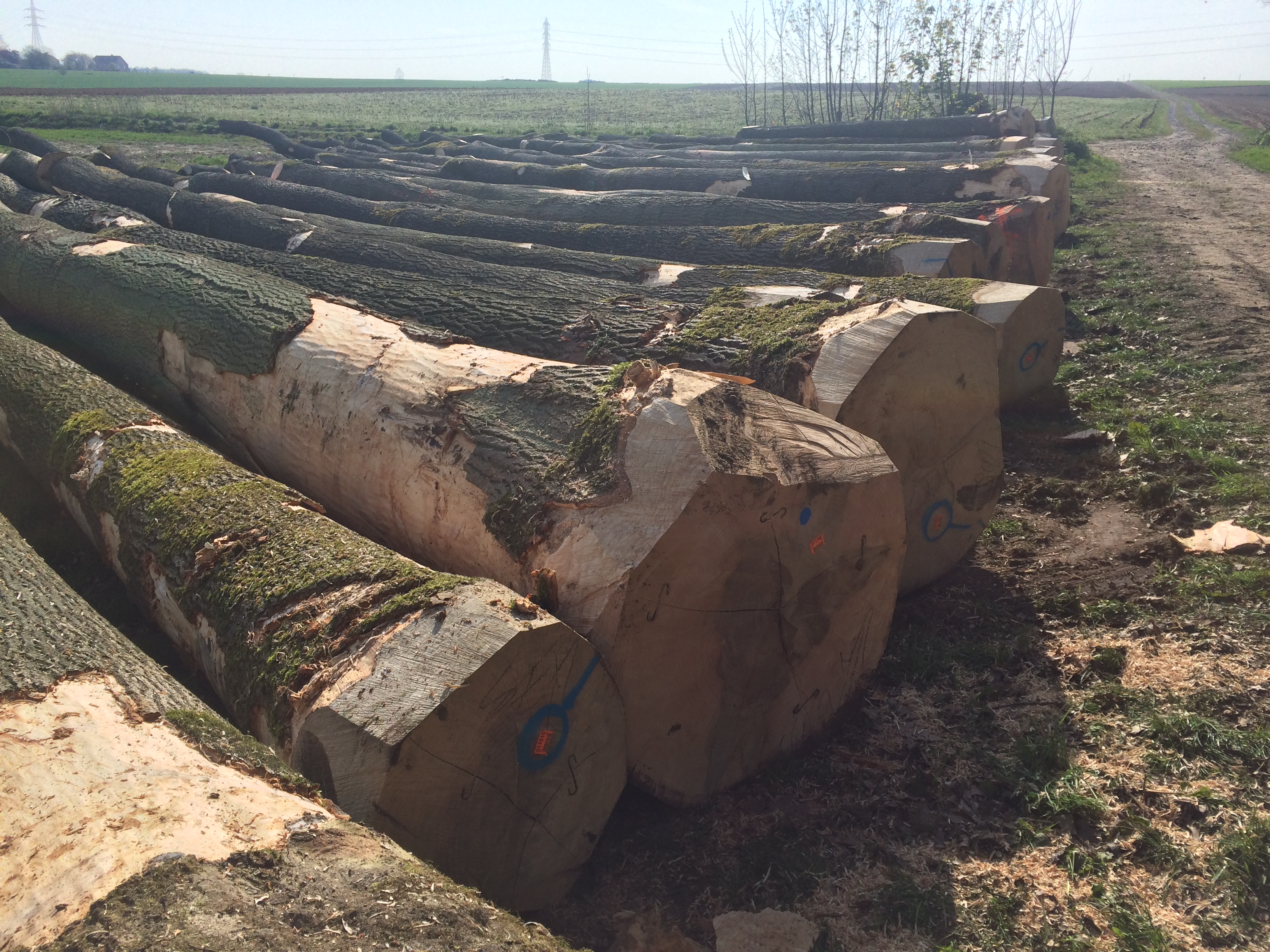 contact/internationalhardwoodtrade/ wood trade Belgium