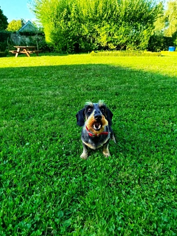 Vacances avec chien dans l'Oise – Gîte jardin clos Senlis