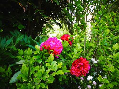 Gite Senlis Oise avec jardin fleuri et privatif