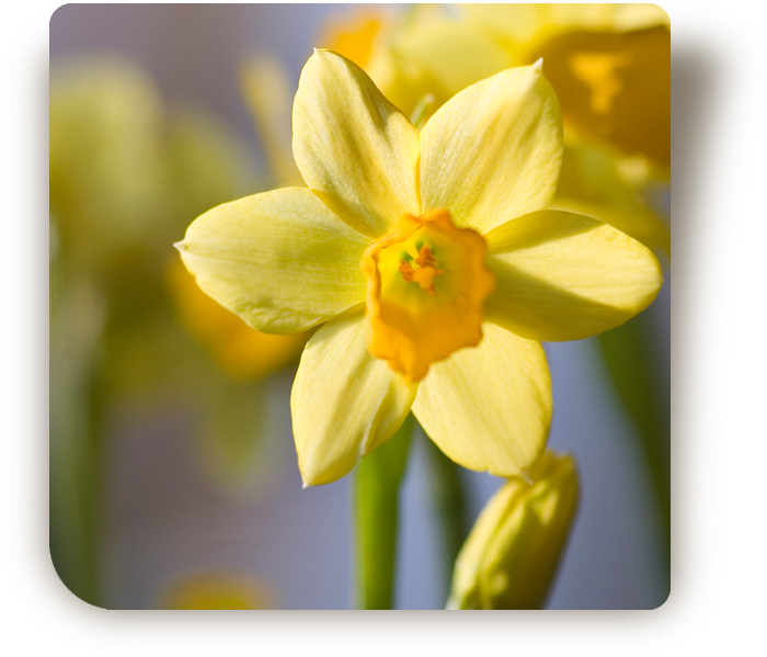 © Steiner Floralmanufaktur.