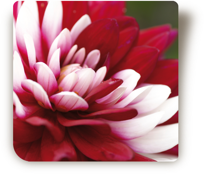 © Steiner Floralmanufaktur.
