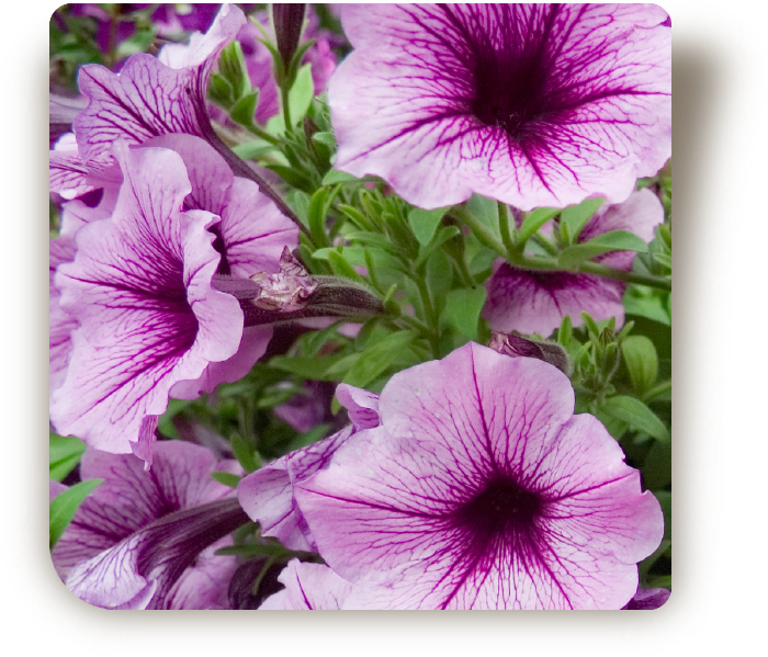 © Steiner Floralmanufaktur.