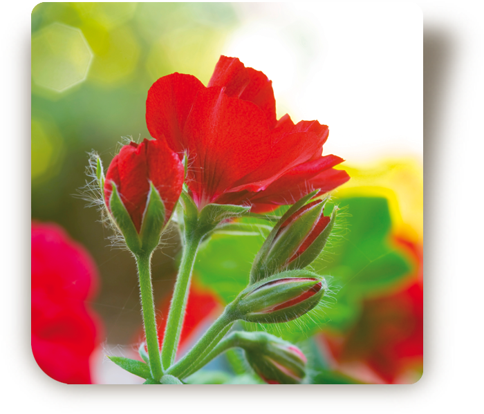 © Steiner Floralmanufaktur.