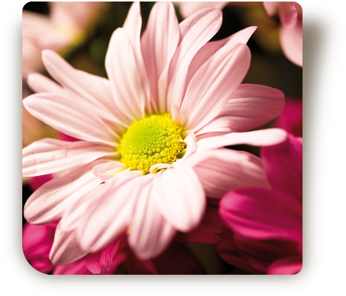 © Steiner Floralmanufaktur.