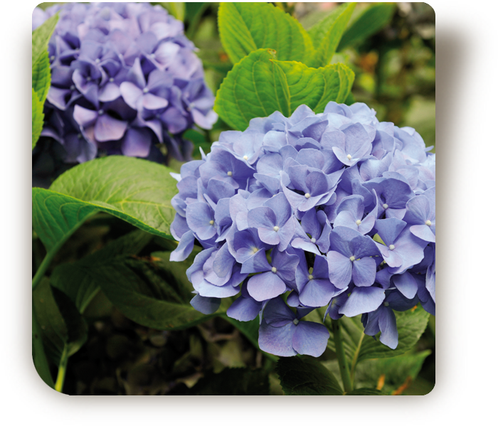 © Steiner Floralmanufaktur.