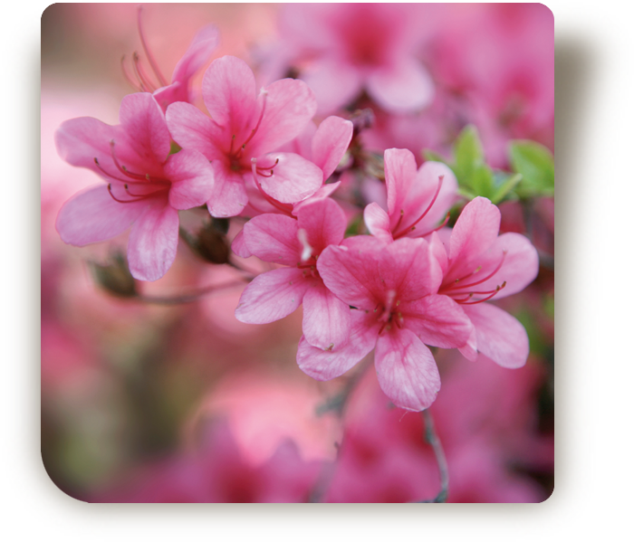 © Steiner Floralmanufaktur.