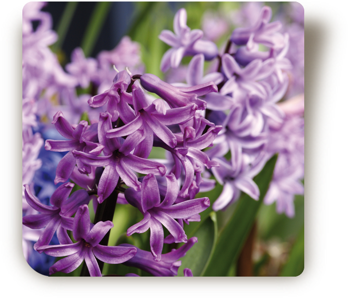 © Steiner Floralmanufaktur.