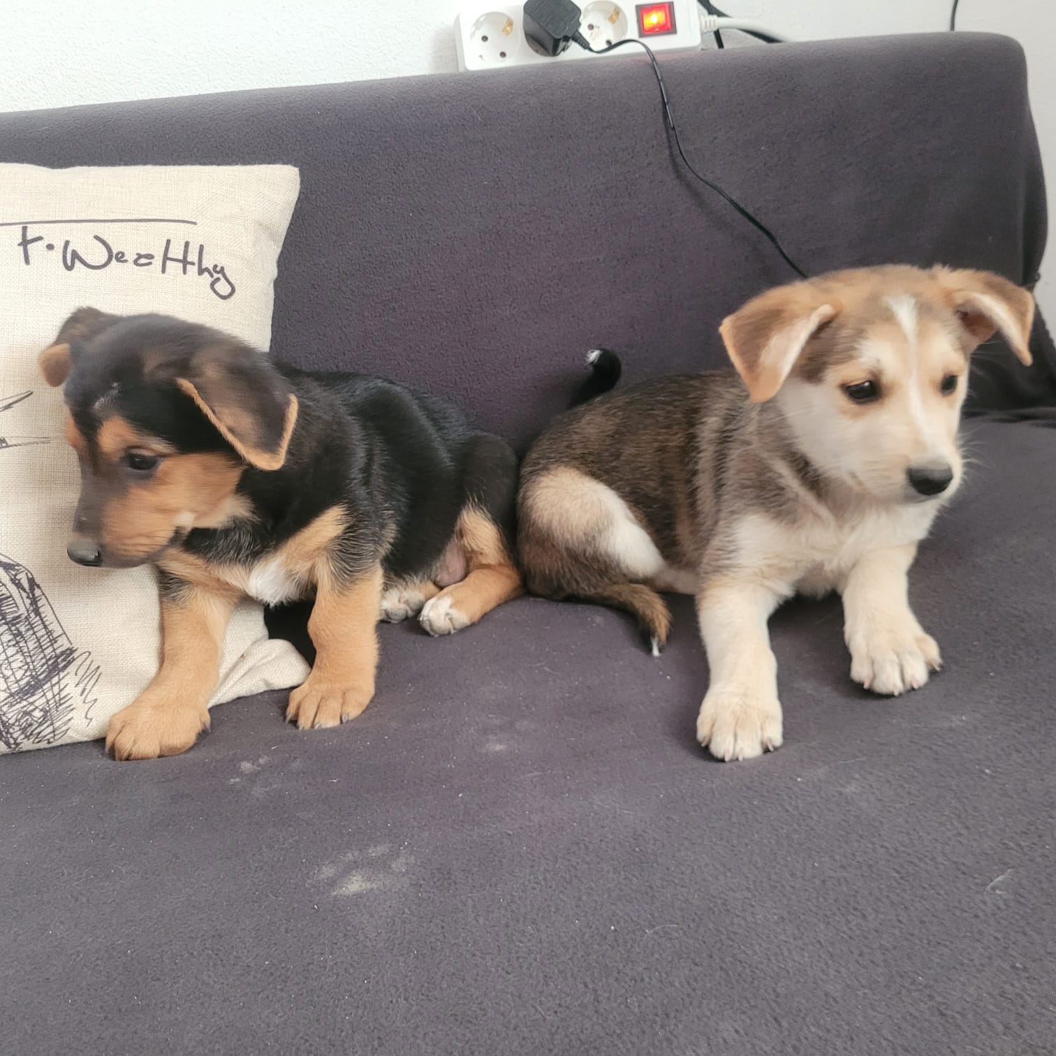 Diese beiden liefen auf der Hauptstraße in Moires herum.