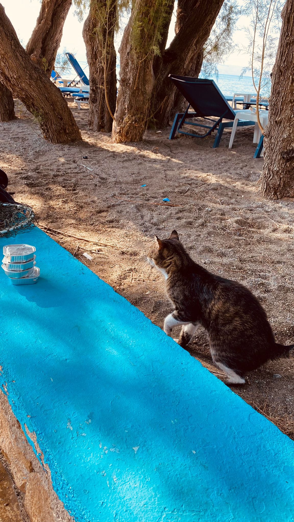 Am nächsten Tag machten sich dann zwei Tierschutzurlauberinnen auf den Weg gemacht, den Kater zu suchen. Durch die genaue Beschreibung der aufmerksamen Tierfreundin haben sie ihn auch sofort gefunden. 