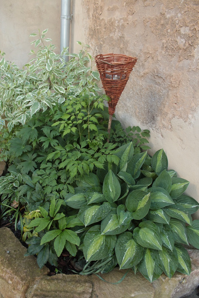 Hosta Kiwi full Monty