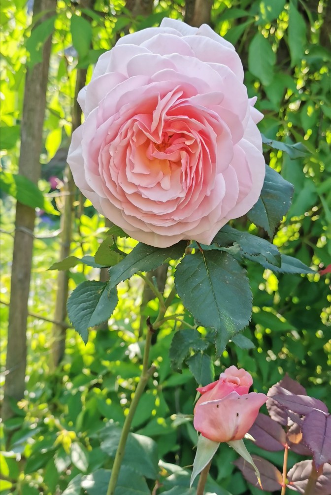 Rosa 'a shropshire lad'