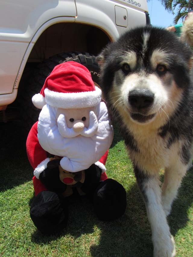 Koda and Santa
