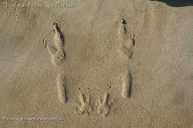Kangaruh Footprints