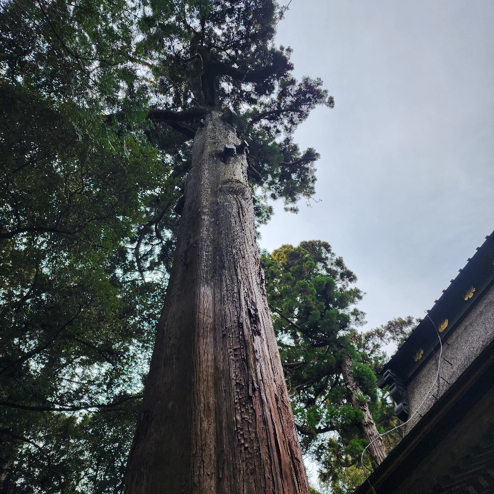 鹿島神宮_奥宮裏の御神木