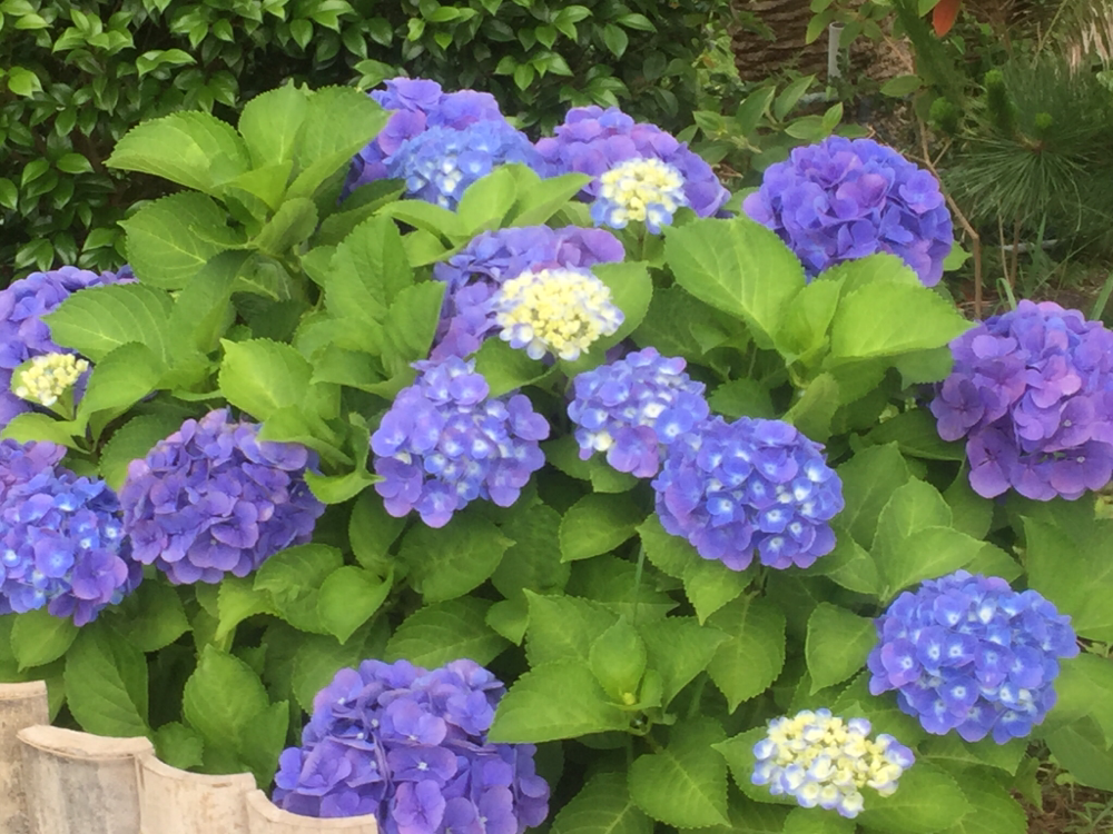 紫陽花