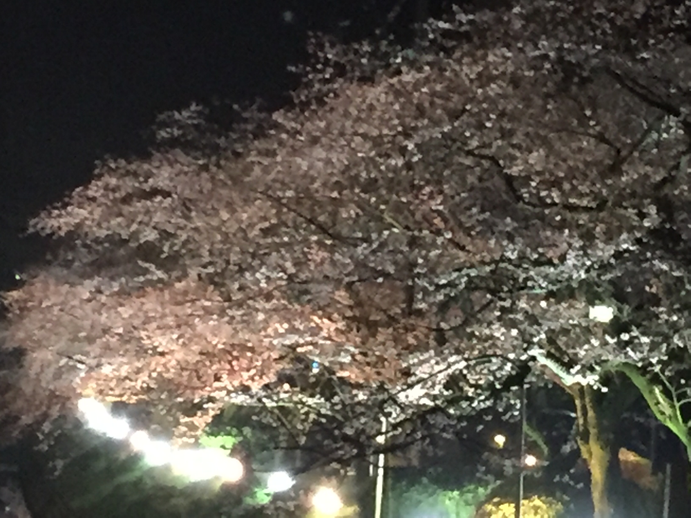 富山のさくら