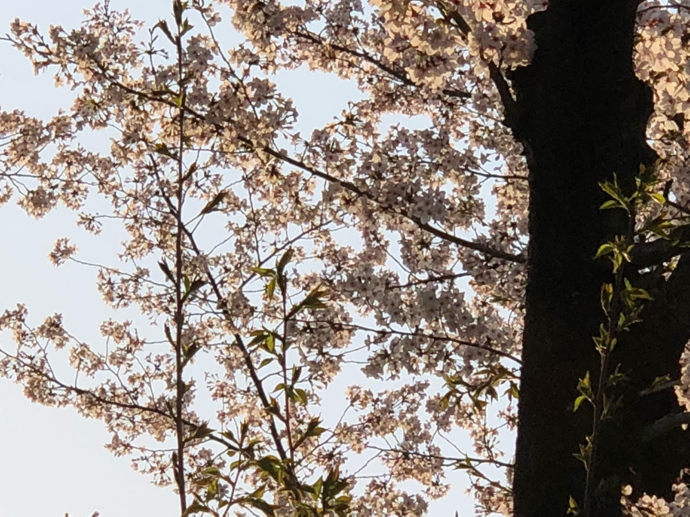 地元葉桜