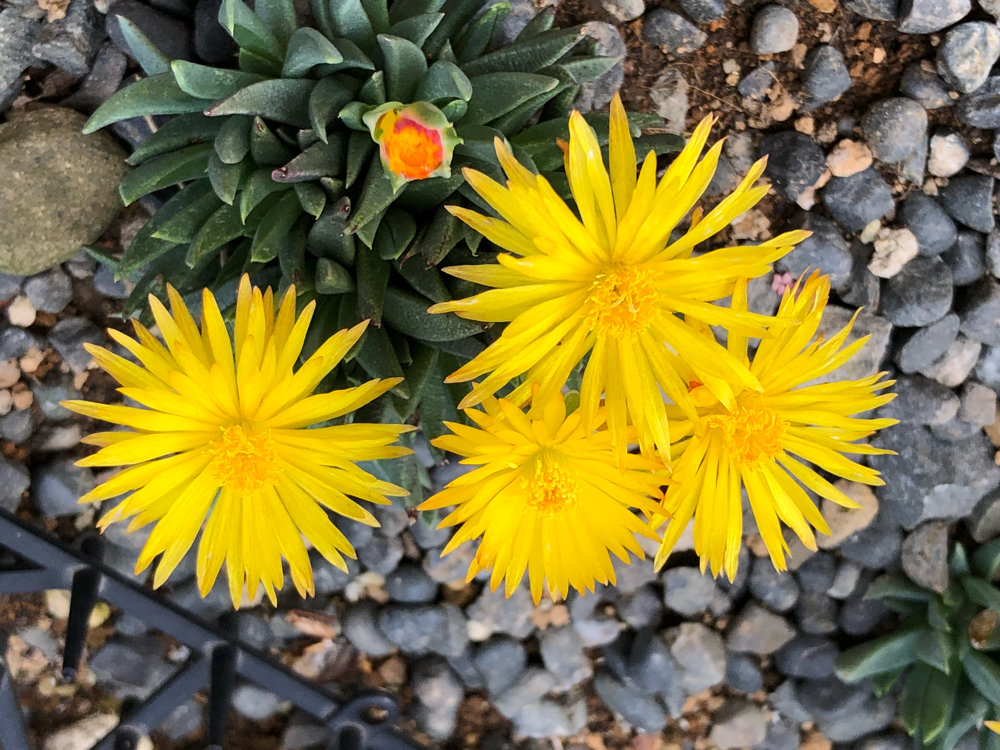 三時草