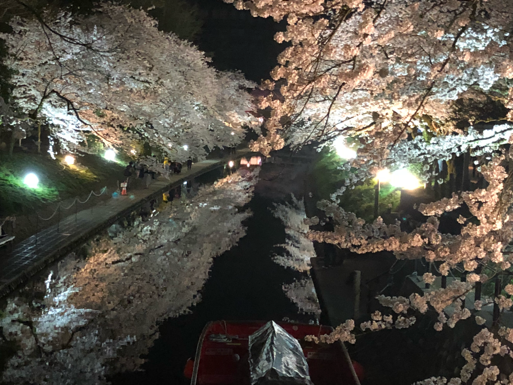 富山の櫻