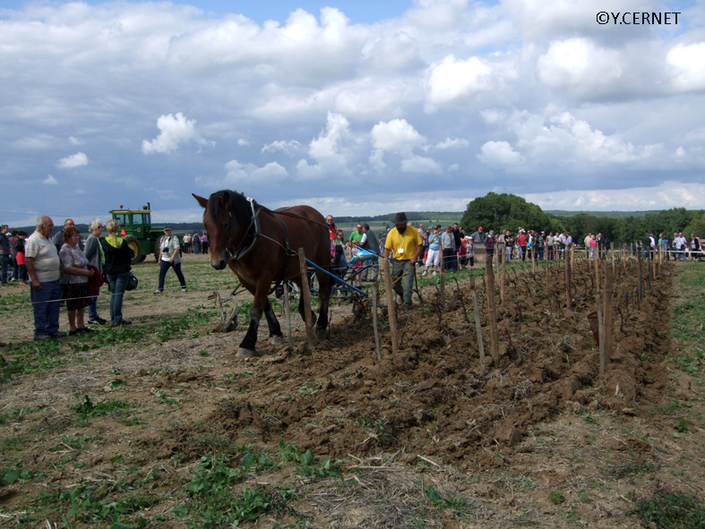 Labourage dans une vigne