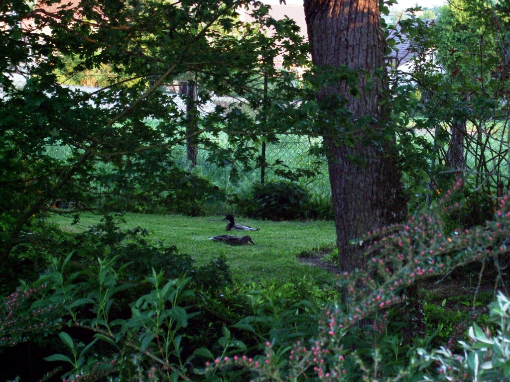 Mr & Mme canard se reposent.