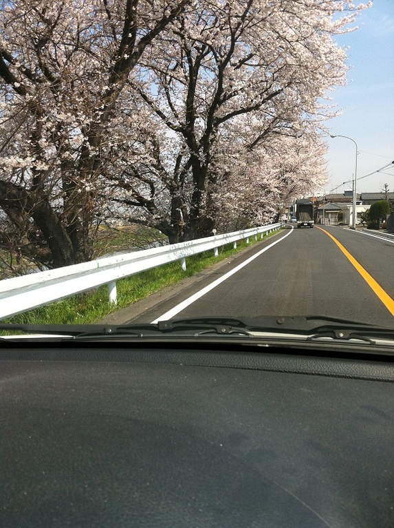 4月10日　桜