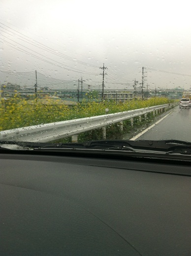 4月26日　堤防沿いの菜の花