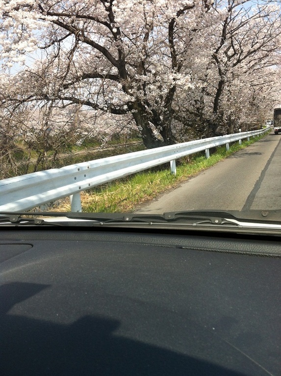 4月10日　またまた桜