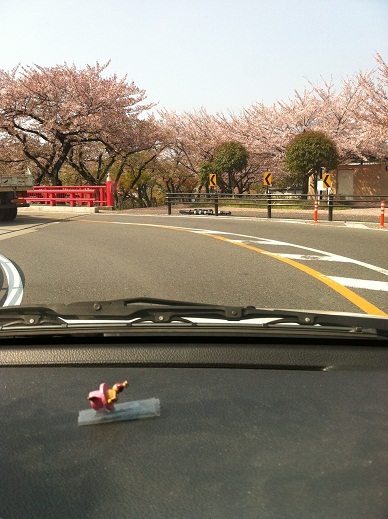 4月17日　大口町　桜が散ってまーす