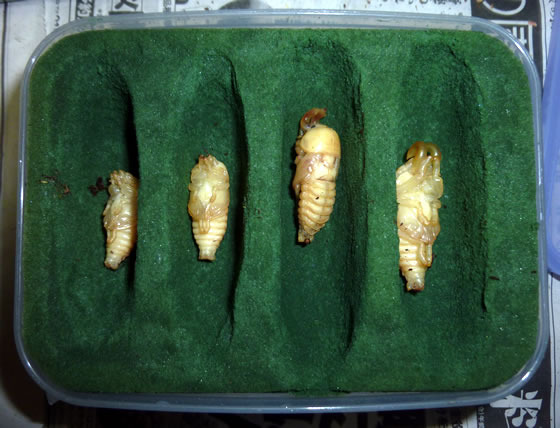 人工蛹室の作り方 Thebeetles クワカブライフを楽しもう