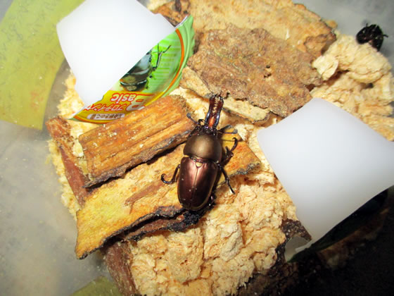クワカブ飼育方法 Thebeetles クワカブライフを楽しもう