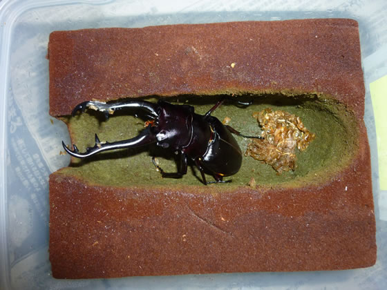 人工蛹室の作り方 Thebeetles クワカブライフを楽しもう