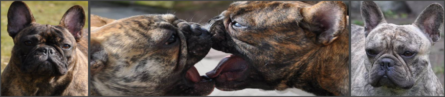 house-of-tigerbullys,reverse,Deckrüde,Französische Bulldogge