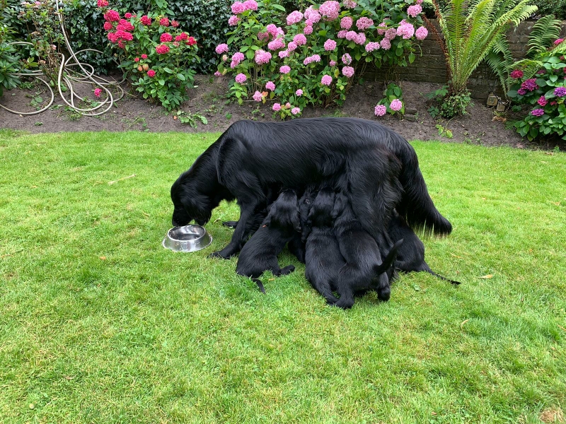 Poppy still feeding the pups after meal times 
