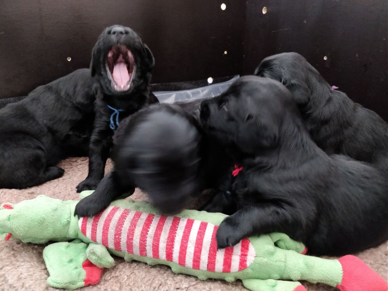 Charles and his big yawn!