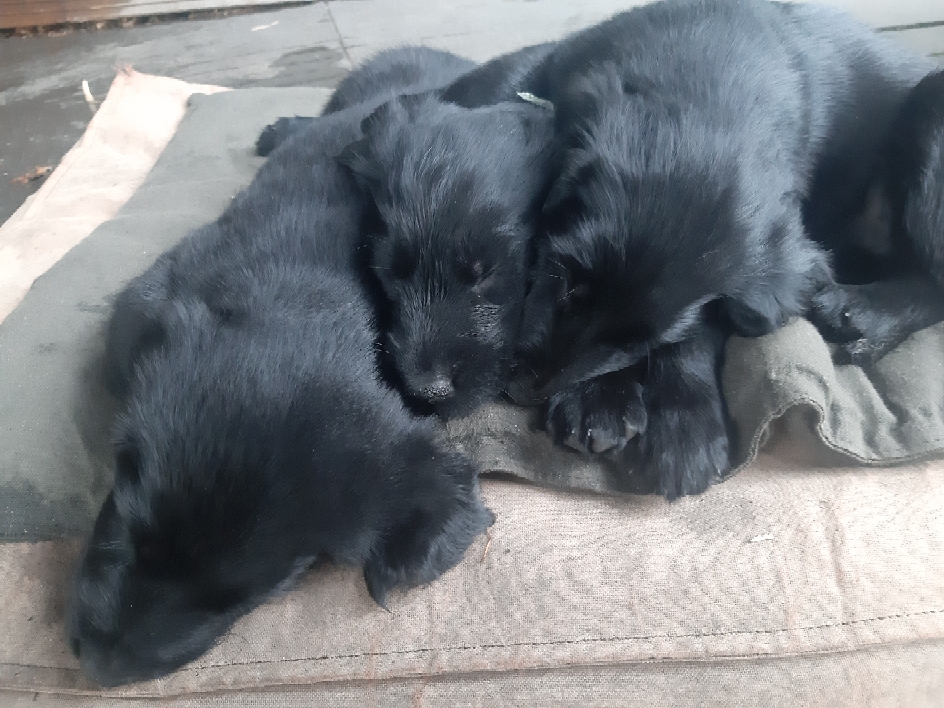 Three collapsed in a heap after early morning play time!