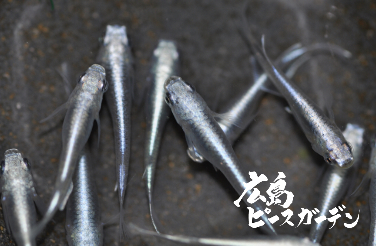 メダカが卵を産まなくなったら 広島ピースガーデン 改良メダカを送料無料で