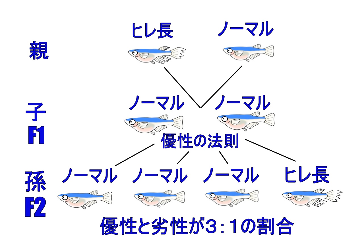 メダカの遺伝 メンデルの法則 広島ピースガーデン 改良メダカを送料無料で