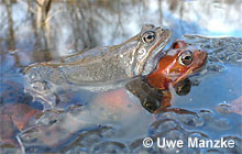 Grasfrosch: Klammerpaar.