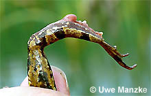 Teichfrosch: Fersenhoecker.