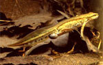Fadenmolch