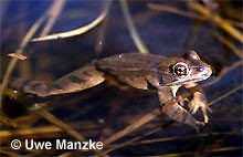 Springfrosch: Männchen.