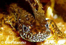 Kammmolch: Männchen, Portrait.